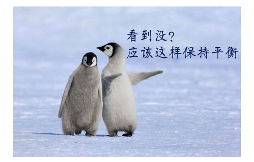 企鹅汽车挂件价格多少